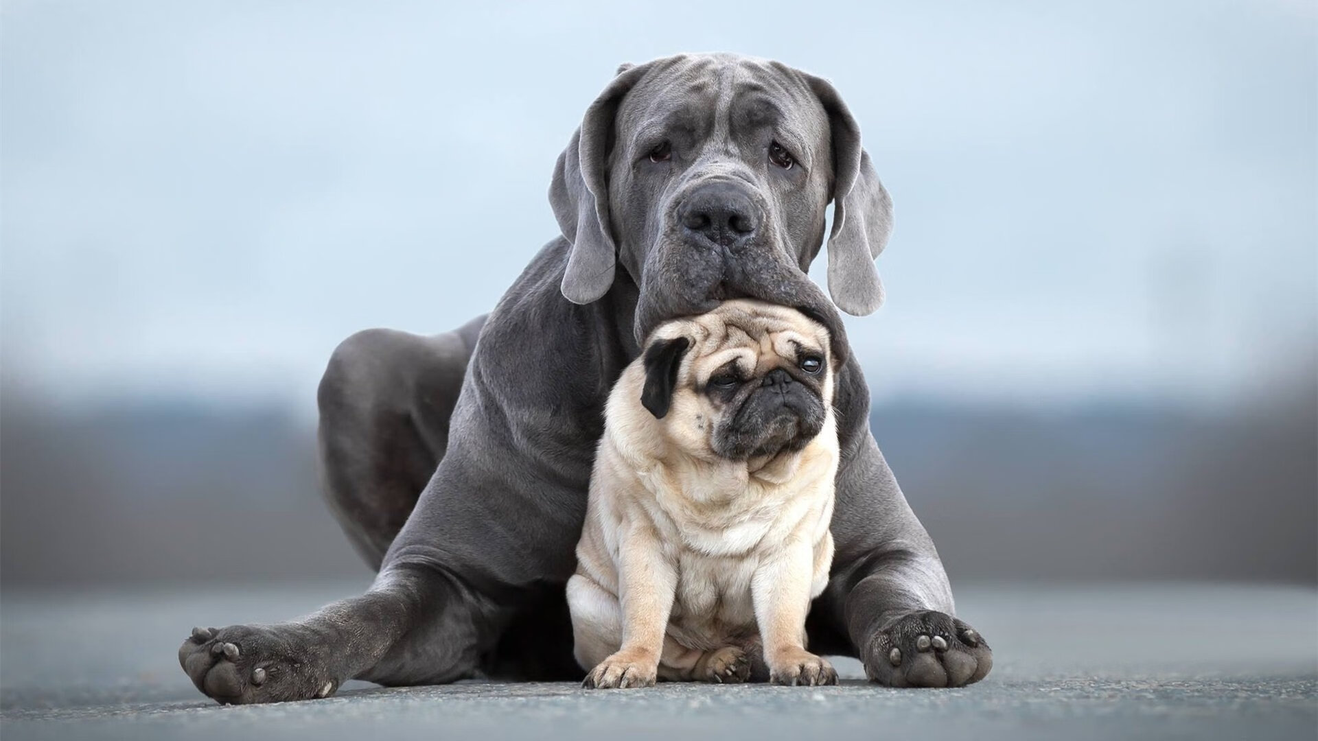 全国青少年啦啦操展演精彩纷呈舞动青春，2016年青少年啦啦操规定动作