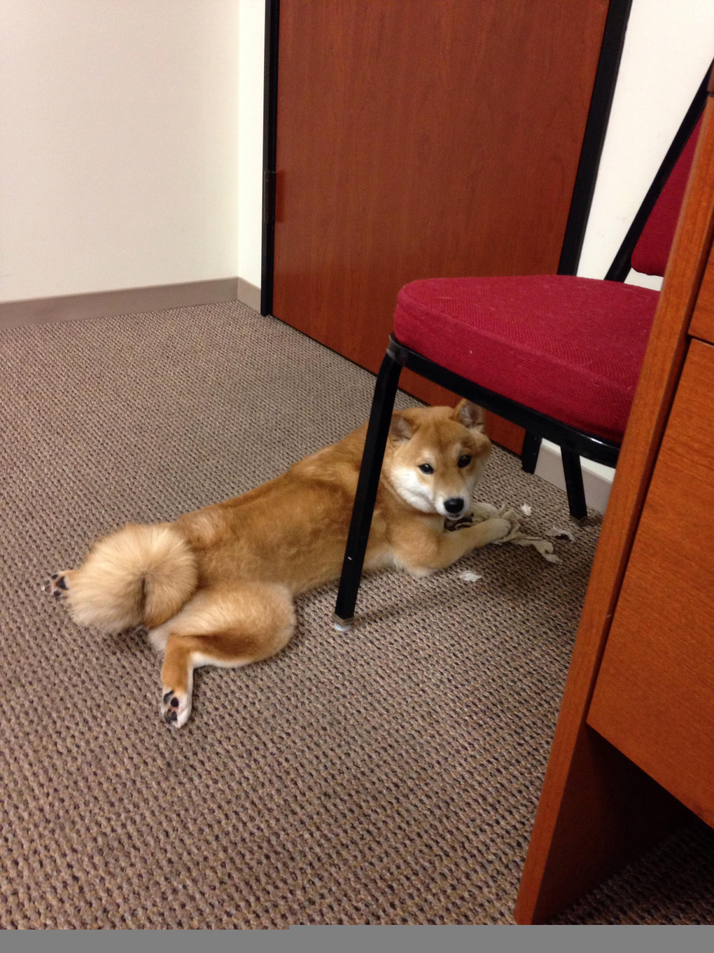 爱游戏体育app-冬奥筹备工作进入冲刺阶段 场馆建设基本完成，冬奥会筹备工作五个阶段