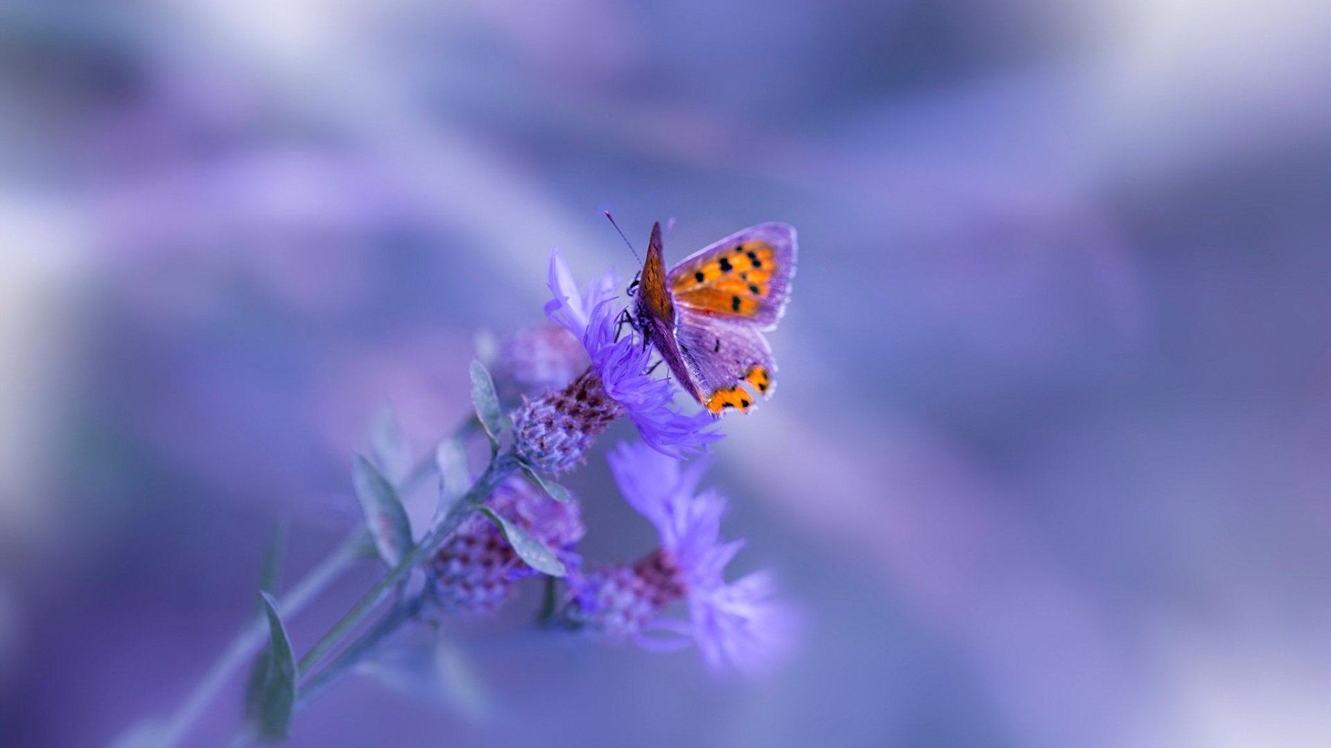 AYX体育-女子百米大战 美国新星跑出世界第一成绩，美国女子百米运动员