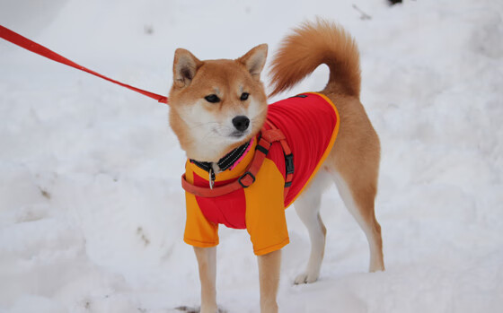 拜仁战术体系成熟，有望长期维持领先优势，拜仁战术风格打法