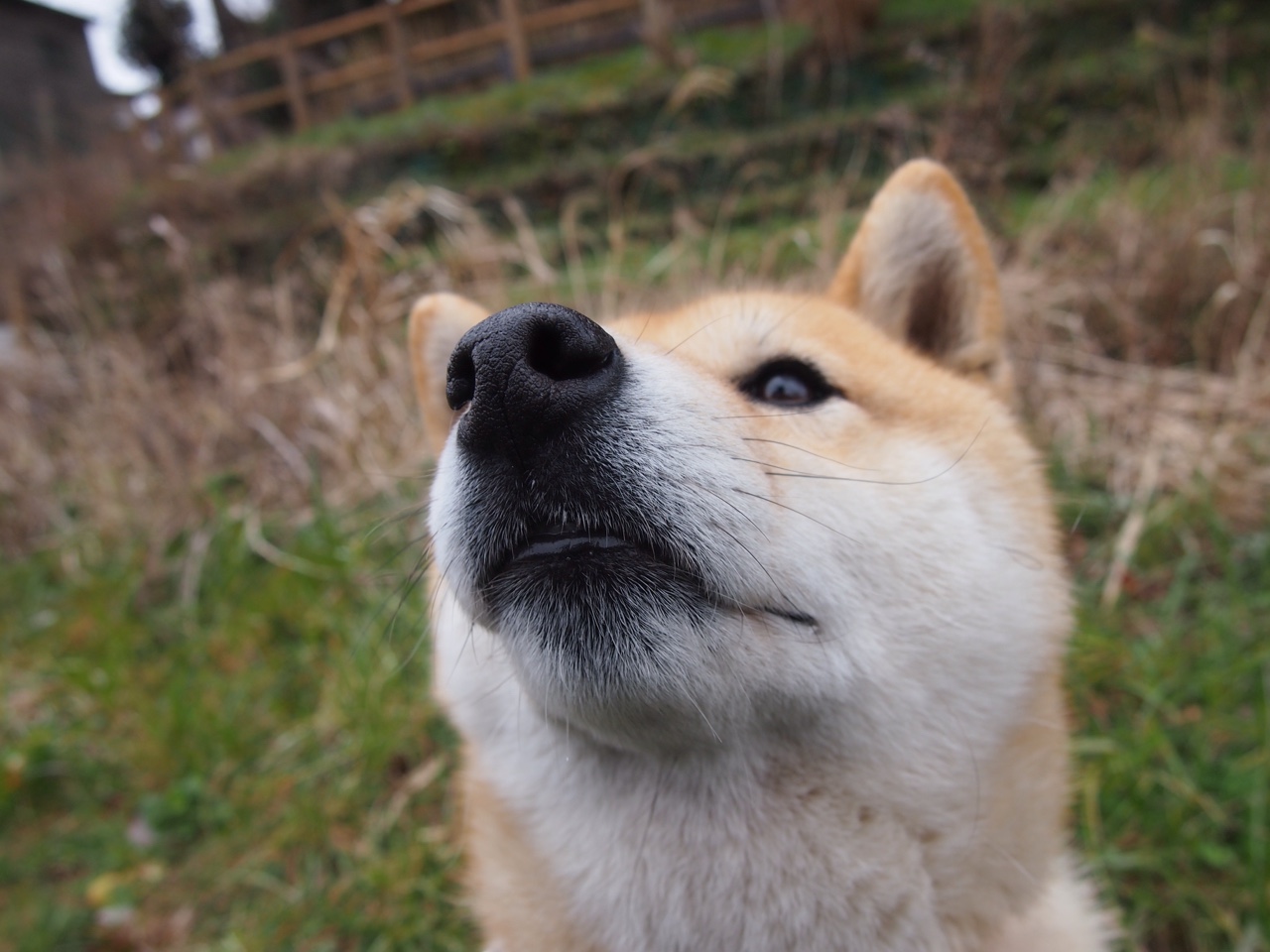 男子接力惜败仍显风采，男子接力比赛4×100决赛冠军