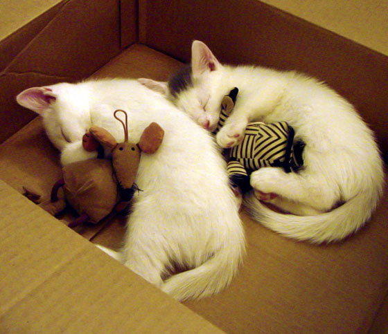 足球裁判培训课程标准化推动裁判队伍年轻化，足球裁判培训方案