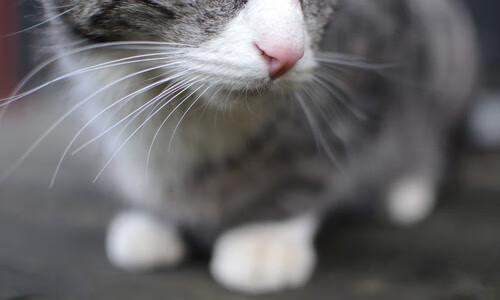 阿曼男篮在西亚锦标赛中突破自我，期待更高成就